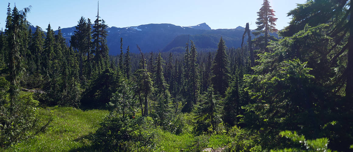 A view of Mt. Albert Edward in the distance