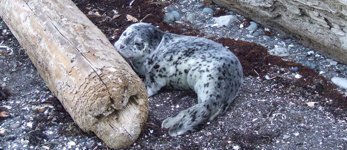 harbour seal pup