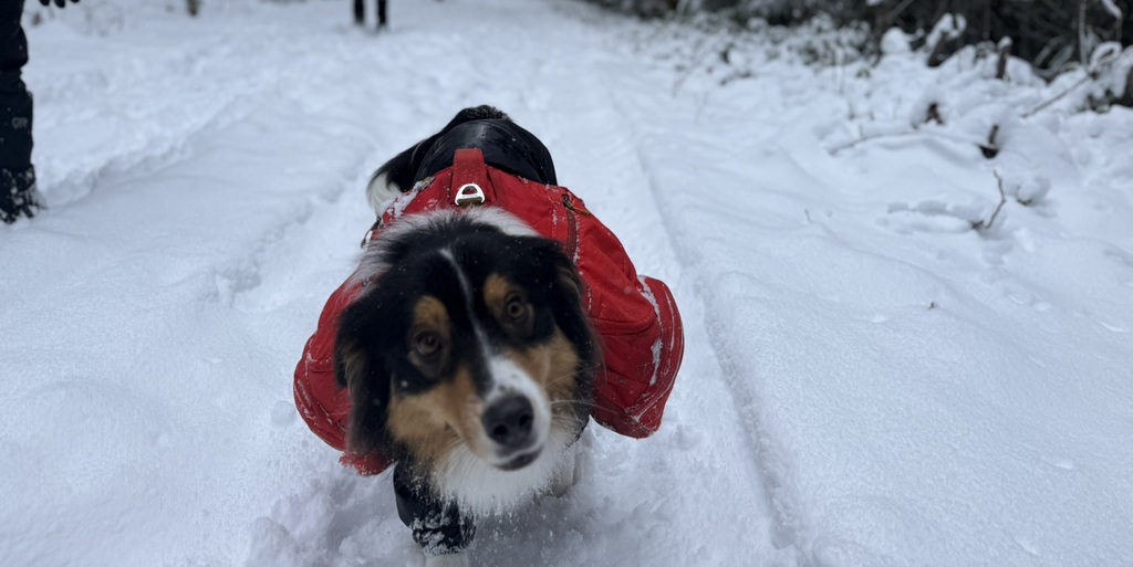 cooking a nutrious meal at camp