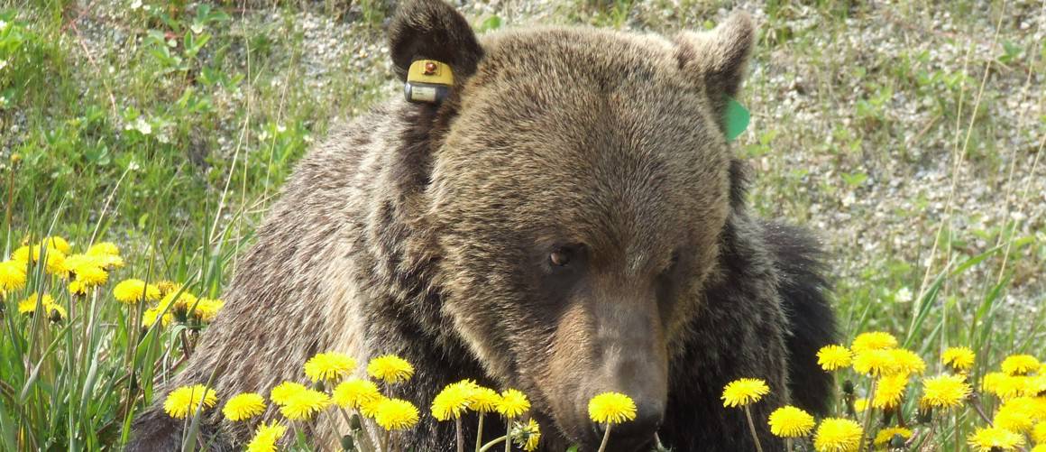 adult male grizzly